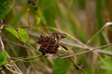  butterfly on a leaf