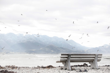 birds
