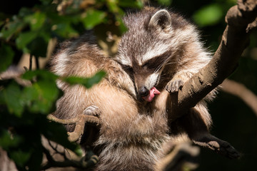 Waschbär