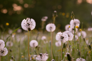Dandelions in the meadow, toned image