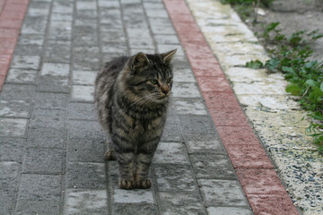 A stray tabby cat staying on a footpath on the Limassol seafront