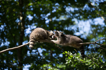 Waschbär