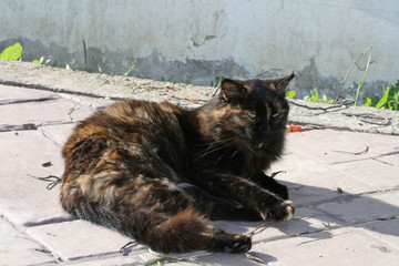 A stray multicolored cat with the long whiskers lying on a footpath