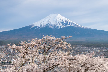 Fototapeta premium Fuji Mountain sakura branch in front on panorama cityscape view background, sakura in spring season full blooming in Japan. Fuji mt is a symbol of Japan.