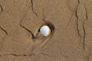 shell in sand