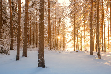 Fototapeta premium forest in winter