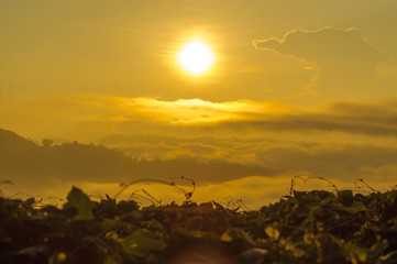 Morning Sunrise at RANAU,SABAH,MALAYSIA