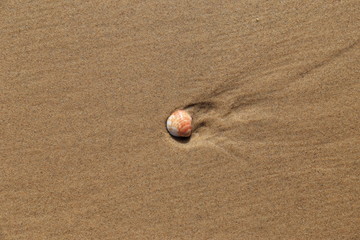 shell on the beach