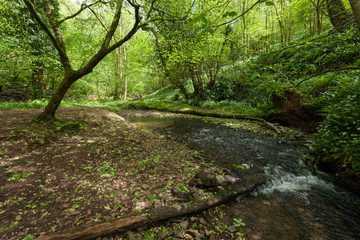 Mare's Pool, Holford, Somerset