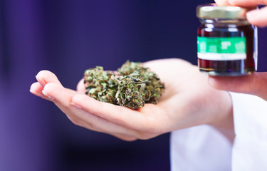 medical marijuana in the hand of a doctor. cannabis alternative medicine