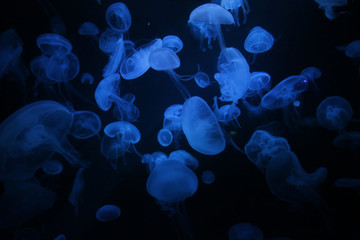 Jellyfishes