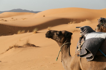 camel in the desert