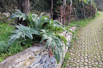 Obraz premium Pianta di cardo cynara cardunculus con sentiero e muretto in pietra