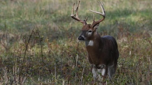 White-tailed deer buck in an open meadow in Smoky Mountains National Park