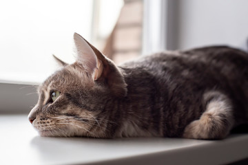 Fototapeta premium Cute cat lying on the windowsill and sadly looking out the window. Close-up.
