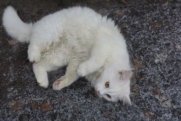 white beautiful fluffy cat lies on gray asphalt in the snow