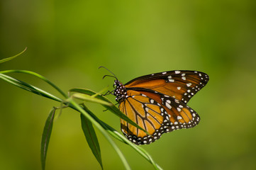  monarch butterfly on a leaf