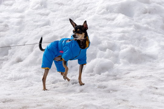 A small pet dog in a warm blue jumpsuit freezes in the snow, near a snowdrift, raising its foot.