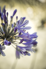 Plumbago Capensis 