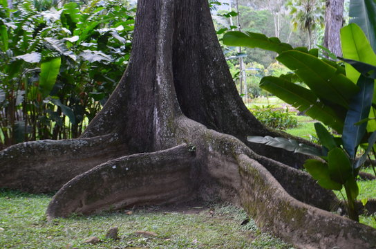 arbol milenario en el jardin