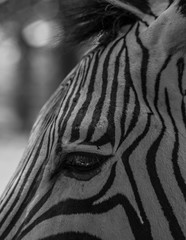 Obraz na płótnie Canvas Zebra Black and White