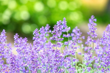 Abstract violet flower Salvia nemorosa on a sunny day in the beginning  of the summer season.