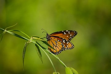  butterfly on a leaf