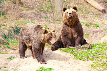 Fototapeta premium Brown Bear (Ursus arctos)