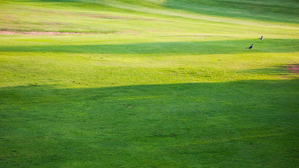 HIERBA DE CAMPO DE GOLF ILUMINADA POR EL SOL Y DOS PÁJAROS