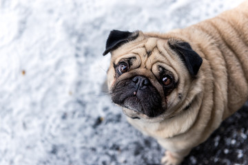 Portrait of a pug in the snow