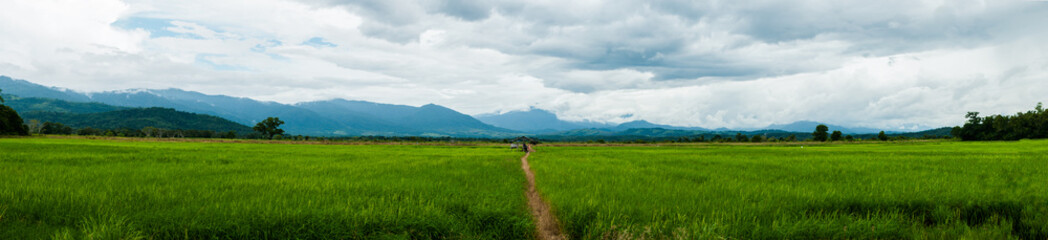 Panorama paddy field at Kota belud. Taken at Sabah,Borneo