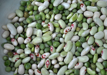 Young, unripe multicolored grains beans