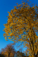 The last leaves on the branches of trees. Autumn landscape