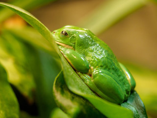 green tree frog