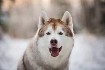 Beautiful, happy and free siberian Husky dog sitting in the winter forest