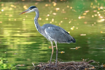Heron