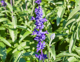 Salvia medicinal plant.
