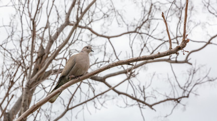 Wintertime. A grey pigeon bird sitting alone on a no leaf tree branch