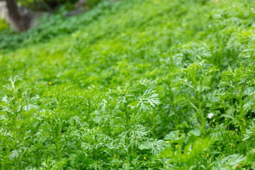 Close-up view of green wild plants, blur meadow, backdrop, background.