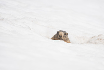 Neugieriges Murmeltier schaut aus dem Schnee
