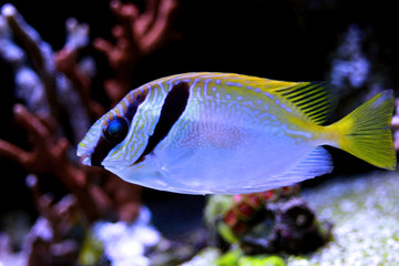 Two Barred Rabbitfish
(Siganus virgatus) 
