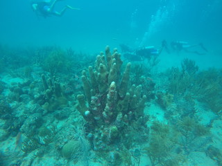 Naklejka na ściany i meble Diving en corales del mar caribe