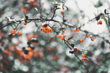 close up scene of berries on snowy weather