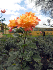 Rosa, flor, naranja