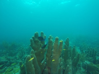 Fototapeta na wymiar Corales con peces en el mar azul del caribe