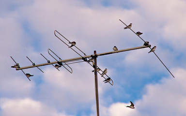 antenna with swallows
