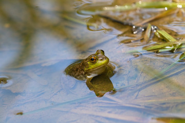 Frog Sitting in Water