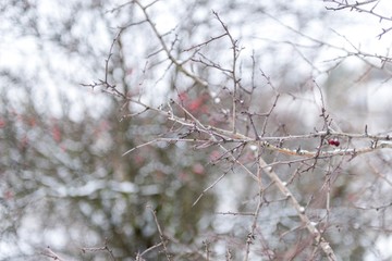 winter naked tree branches