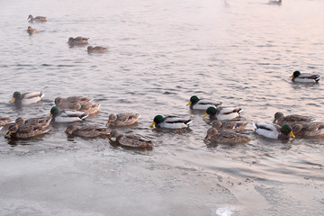 ducks on ice