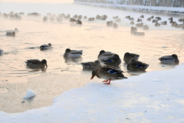 ducks on ice